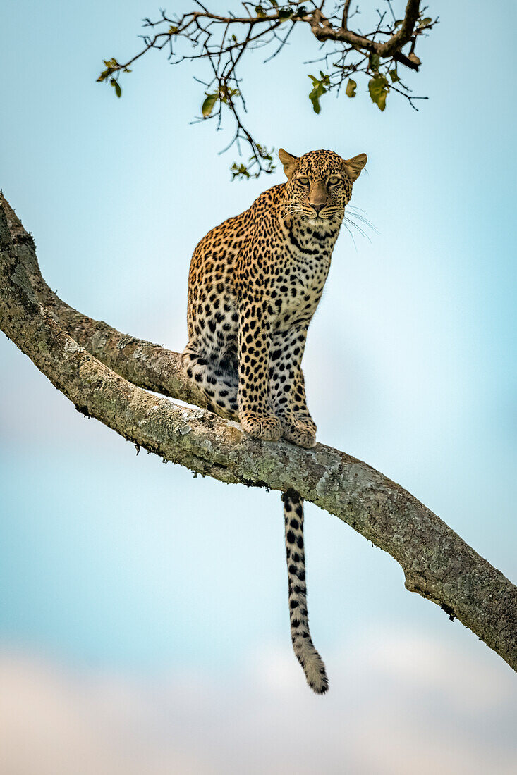 Leopard (Panthera pardus) sitzt auf einem schrägen Ast und schaut in die Kamera, Klein's Camp, Serengeti National Park; Tansania.