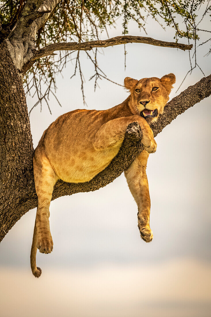 Lioness (Panthera leo) lies on branch with legs dangling, Grumeti Serengeti Tented Camp, Serengeti National Park; Tanzania