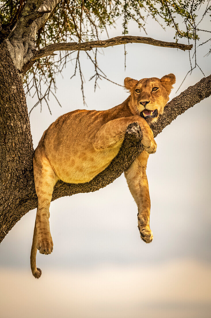 Löwin (Panthera leo) liegt auf einem Ast und lässt die Beine baumeln, Grumeti Serengeti Tented Camp, Serengeti National Park; Tansania.