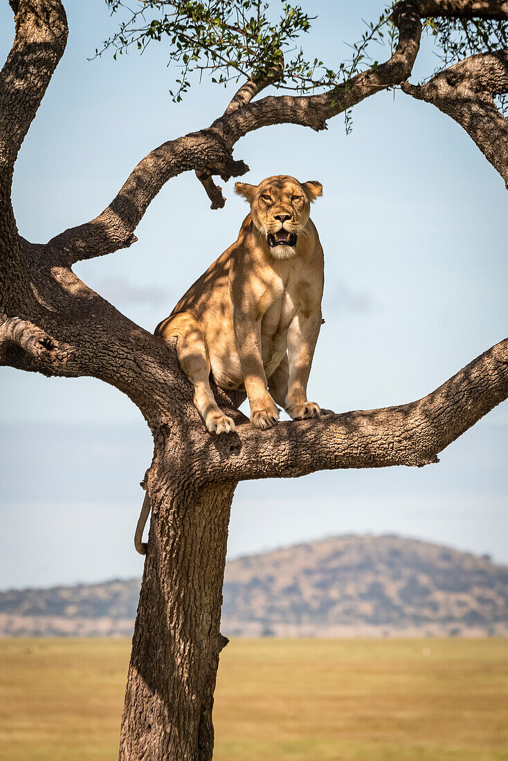 Lioness (Panthera leo) sits in tree looking towards camera, Grumeti Serengeti Tented Camp, Serengeti National Park; Tanzania