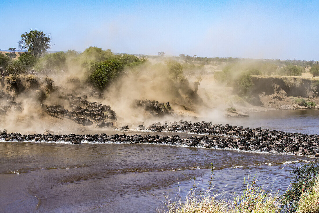Large herd of Wildebeest (Connochaetes taurinus) kick up dust as they plunge down a steep bank to cross the Mara River, Serengeti National Park; Tanzania