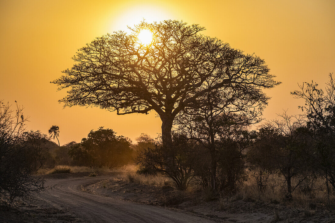 Frühe Morgensonne scheint durch die Äste eines blattlosen Baumes, Katavi National Park; Tansania