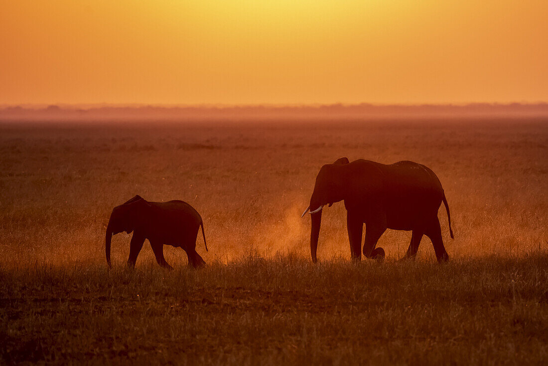 Afrikanische Elefantenkuh (Loxodonta africana) und Kalb wirbeln Staub auf, während sie durch Grasebenen laufen, im Gegenlicht der untergehenden Sonne, Katavi-Nationalpark; Tansania