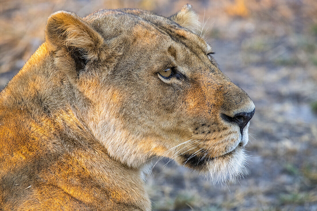 Nahaufnahme einer Löwin (Panthera Leo), Katavi National Park; Tansania.