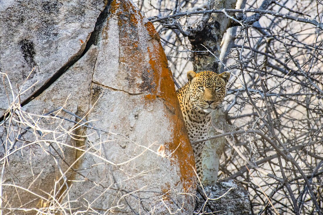 Leopard (Panthera pardus) späht hinter einem mit Flechten bedeckten Felsen im Ruaha-Nationalpark; Tansania.