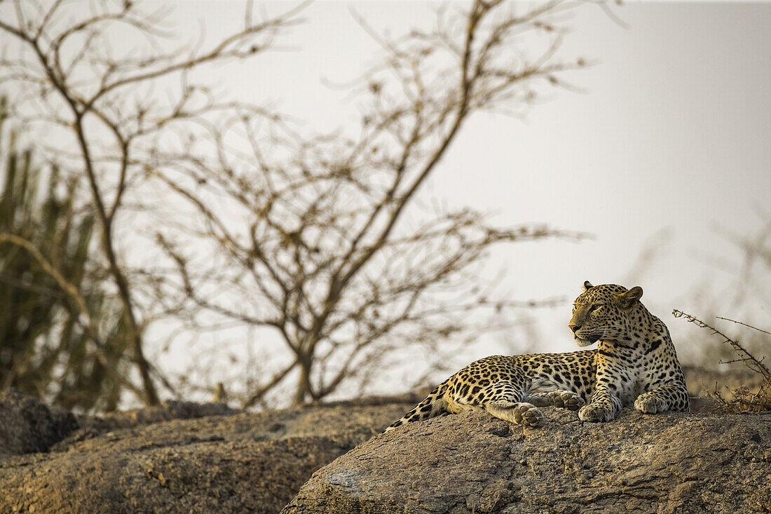 Leopard (Panthera pardus) liegt auf einem Felsen und schaut nach links, Nordindien; Rajasthan, Indien.
