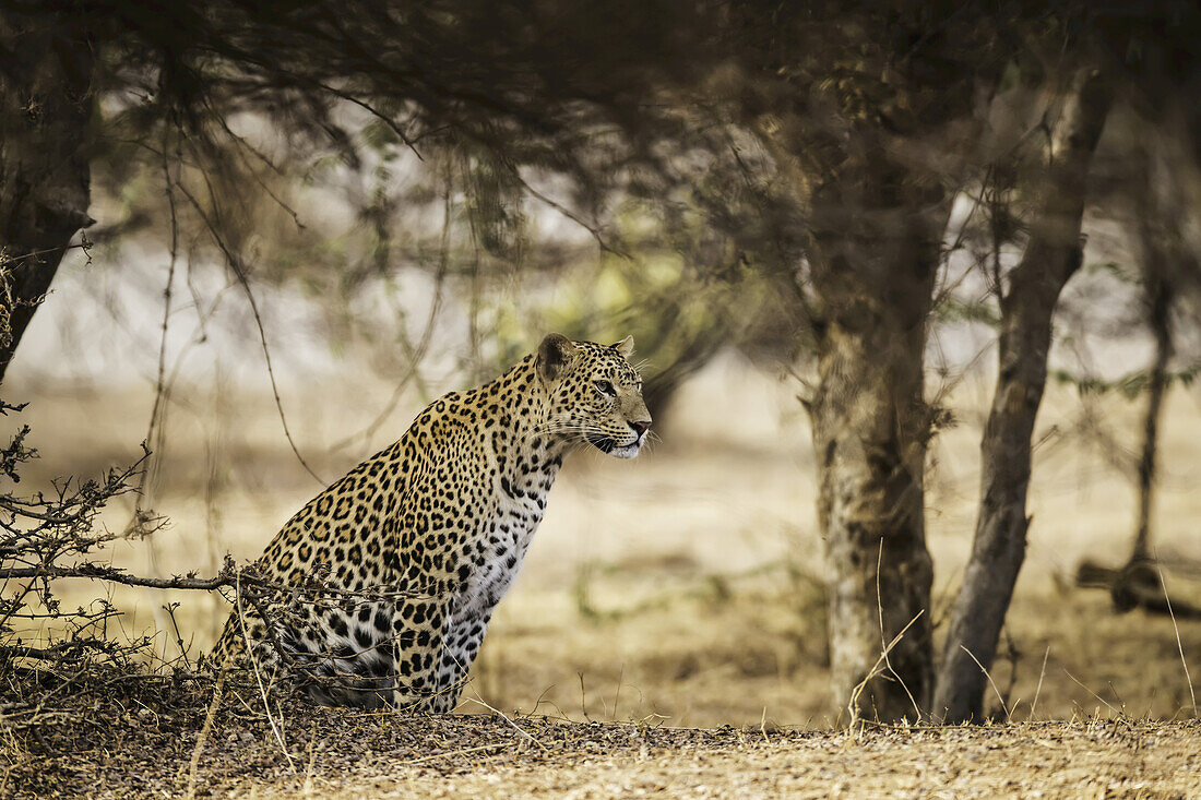 Leopard (Panthera pardus) sitzt unter einem Baum und schaut nach rechts, Nordindien; Rajasthan, Indien