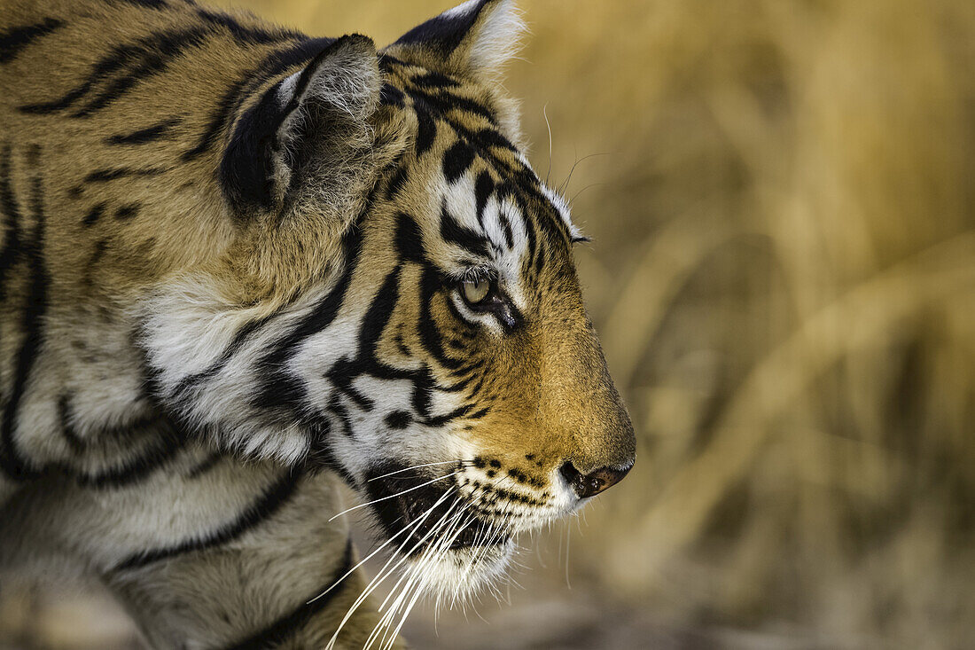 Bengal tiger (Panthera tigris tigris), Ranthambore National Park; India