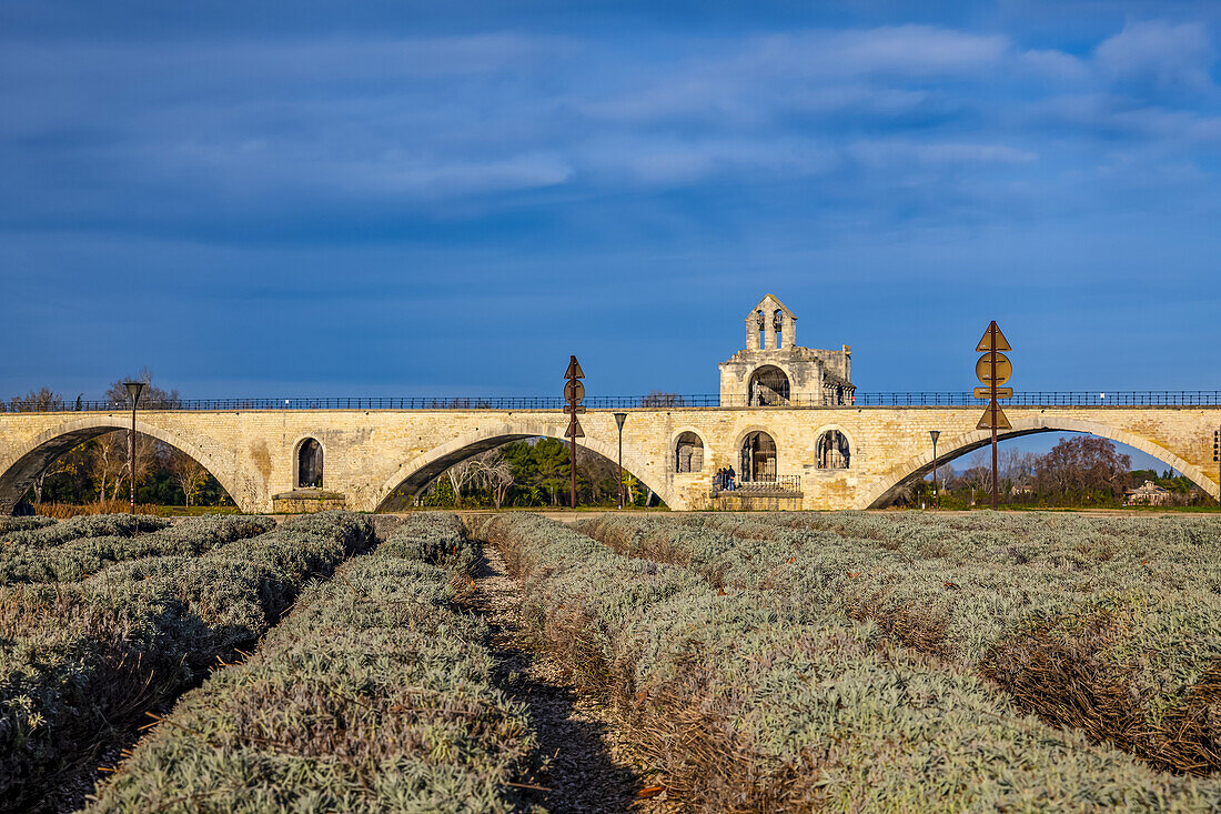 Pont Saint-Benezet; Avignon, Provence Alpes Cote d'Azur, France