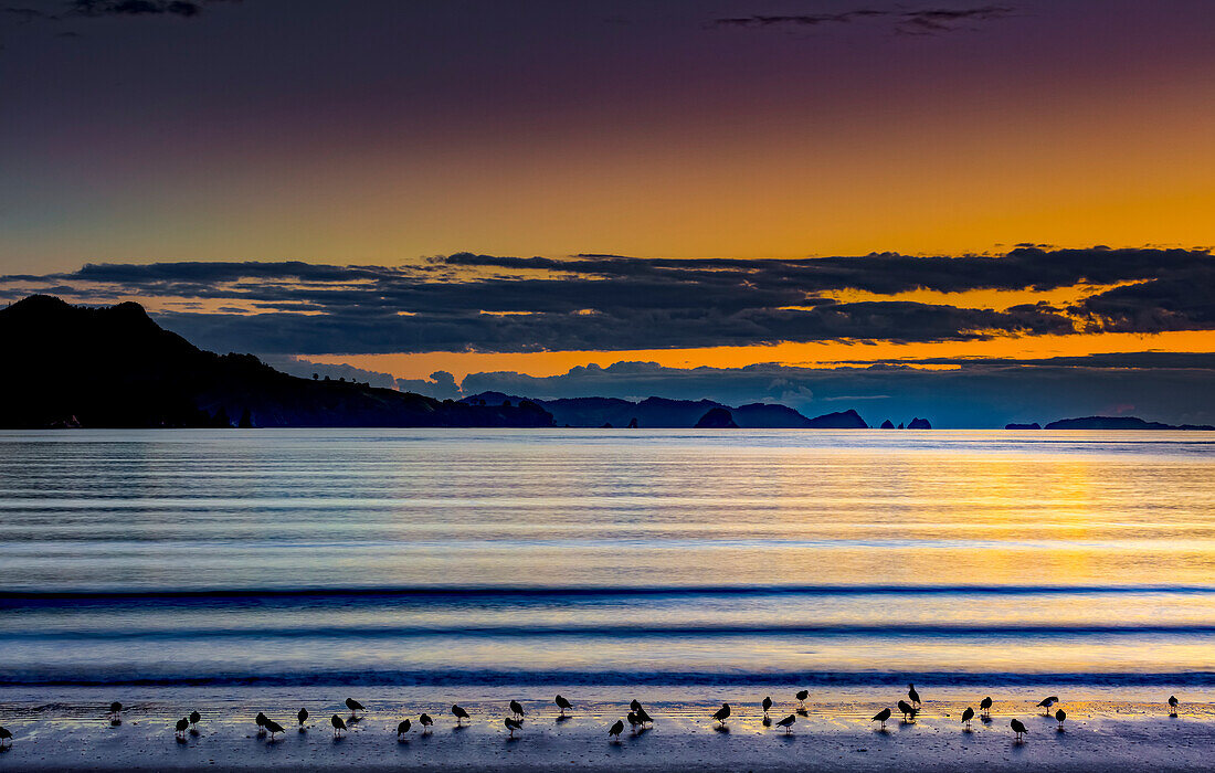 Strand mit silhouettierten Vögeln und Küstenlinie bei Sonnenaufgang, Coromandel-Halbinsel; Nordinsel, Neuseeland