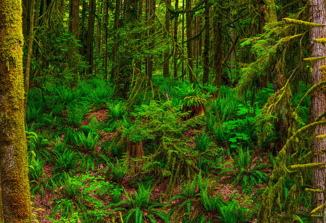 Auf dem Waldboden eines Regenwaldes wachsende Farne; British Columbia, Kanada