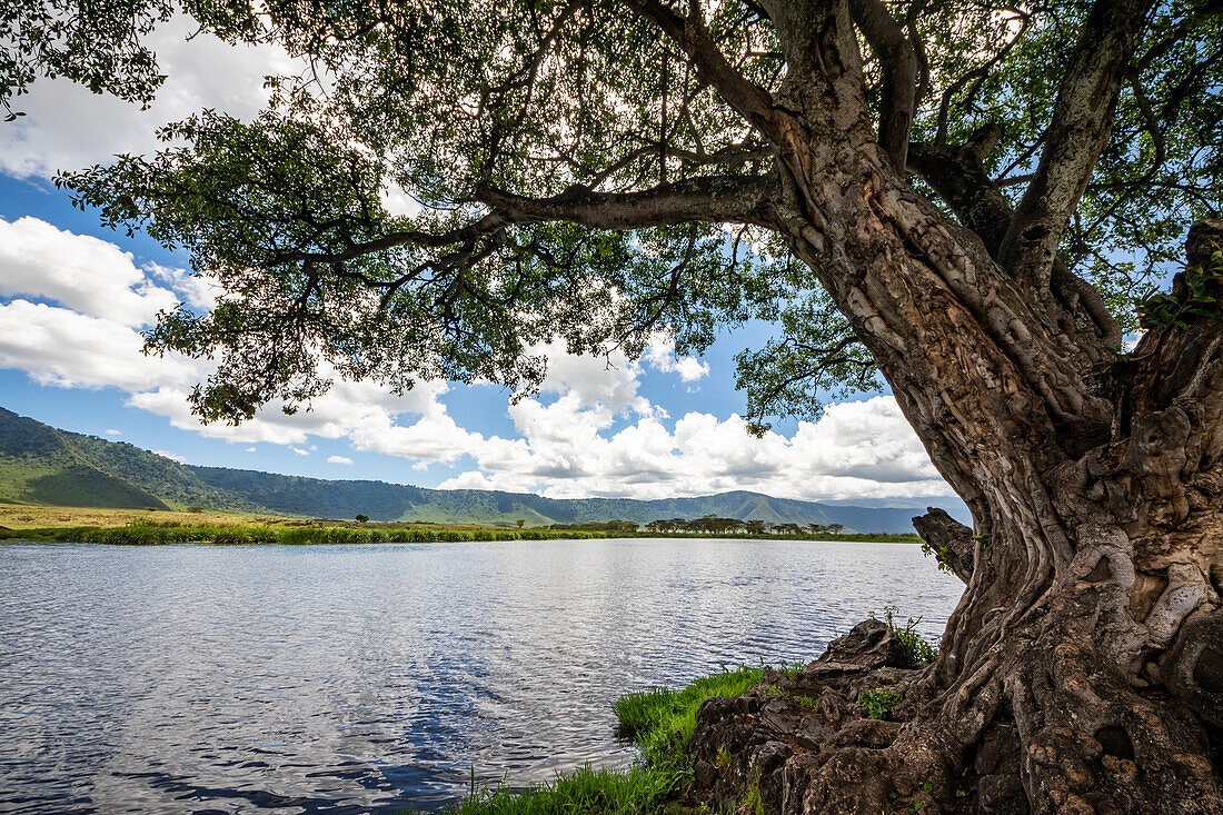 Fig tree by Ngoitokitok Springs, Ngorongoro Crater, Ngorongoro Conservation Area; Arusha Region, Tanzania