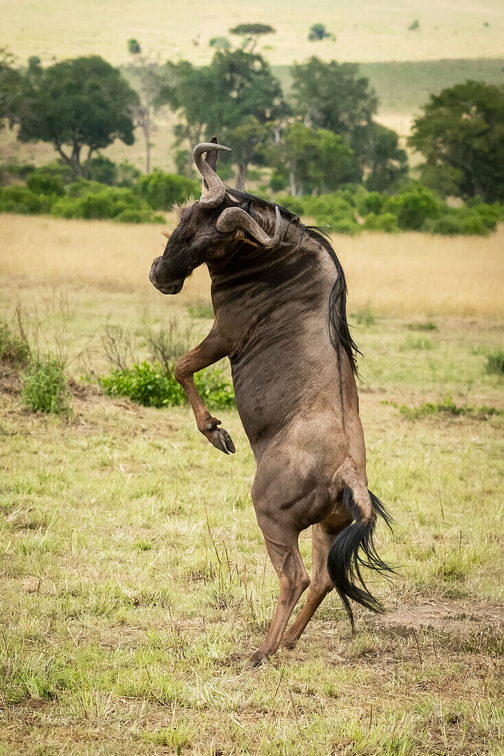 Male blue wildebeest (Connochaetes taurinus) twists on hind legs,Cottar's 1920s Safari Camp, Maasai Mara National Reserve; Kenya