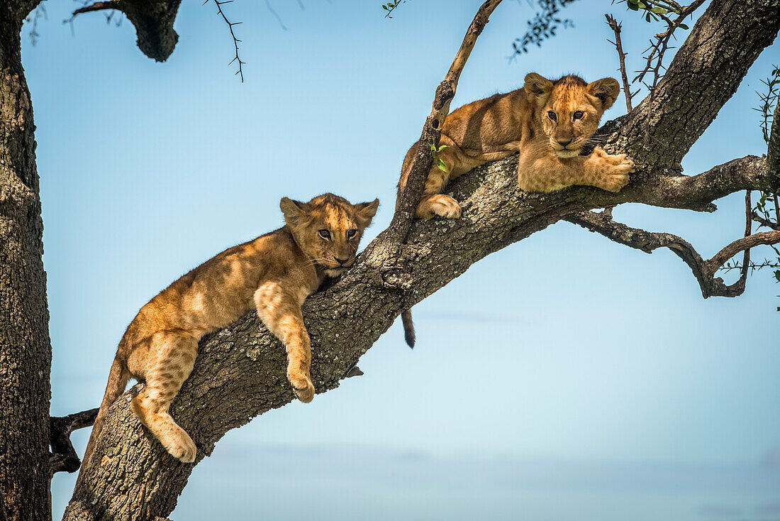 Two lion cubs (Panthera leo) lie on tree branch, Grumeti Serengeti Tented Camp, Serengeti National Park; Tanzania