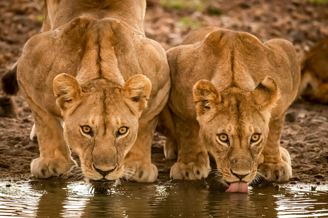 Two lionesses (Panthera leo) lie drinking from water hole, Grumeti Serengeti Tented Camp, Serengeti National Park; Tanzania