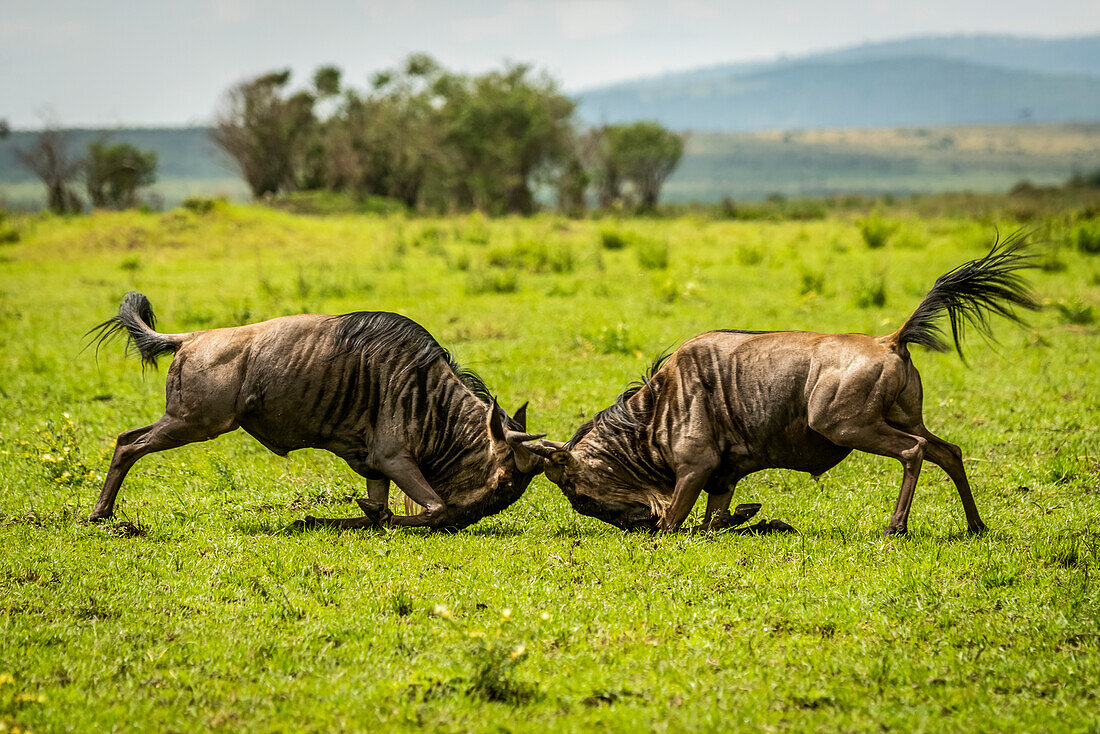 Zwei männliche Weißschwanzgnus (Connochaetes taurinus) kämpfen im Grasland, Cottar's 1920s Safari Camp, Maasai Mara National Reserve; Kenia.