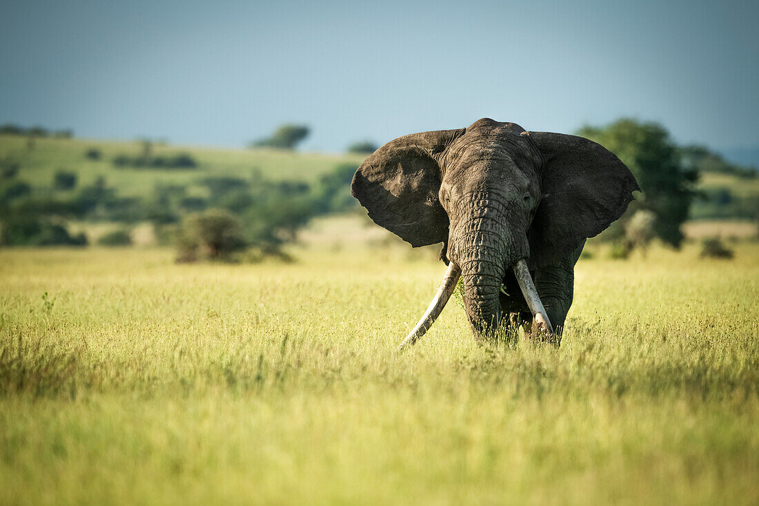 African bush elephant (Loxodonta africana) stands in long grass, Grumeti Serengeti Tented Camp, Serengeti National Park; Tanzania
