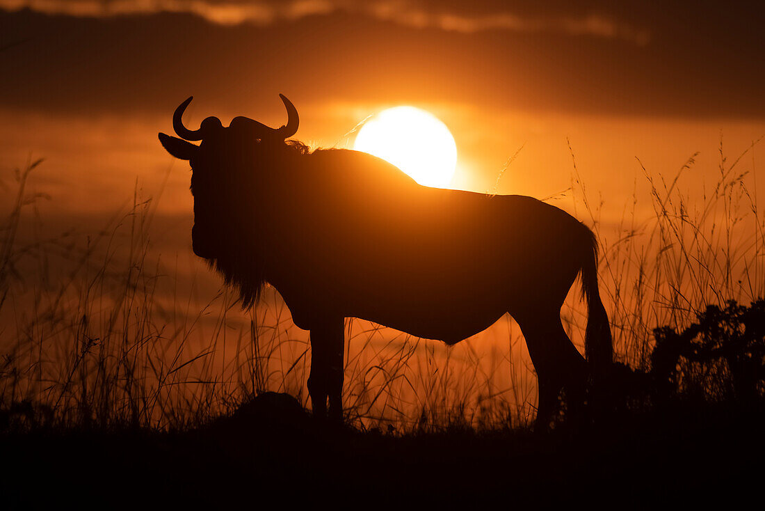 Silhouette eines Streifengnus (Connochaetes taurinus) gegen den Himmel bei Sonnenuntergang, Cottar's 1920s Safari Camp, Maasai Mara National Reserve; Kenia.