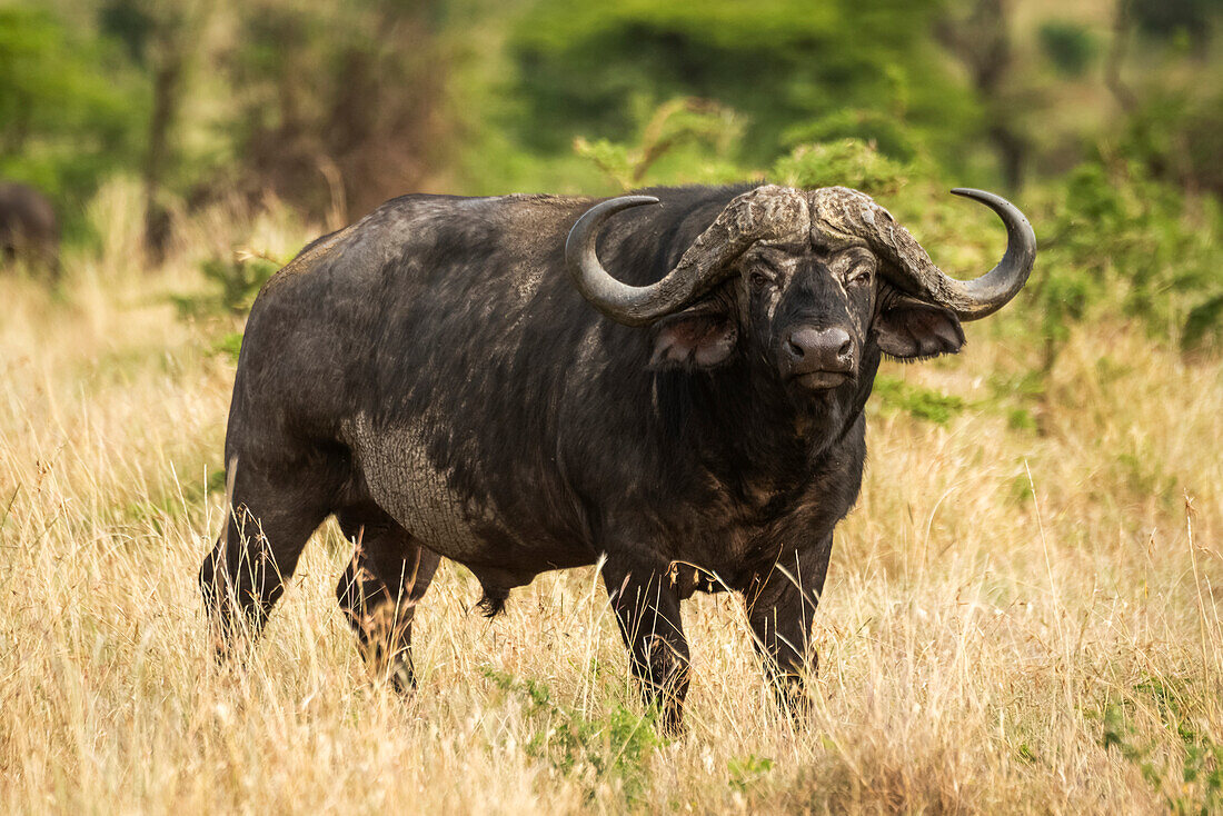 Kaffernbüffel (Syncerus caffer) steht im Gras und schaut in die Kamera, Cottar's 1920er Safari Camp, Maasai Mara National Reserve; Kenia.