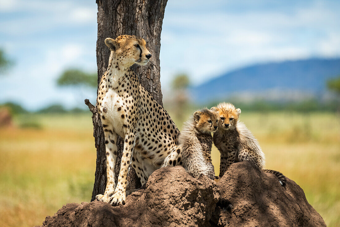 Cheetah (Acinonyx jubatus) sits on termite mound by cubs, Grumeti Serengeti Tented Camp, Serengeti National Park; Tanzania