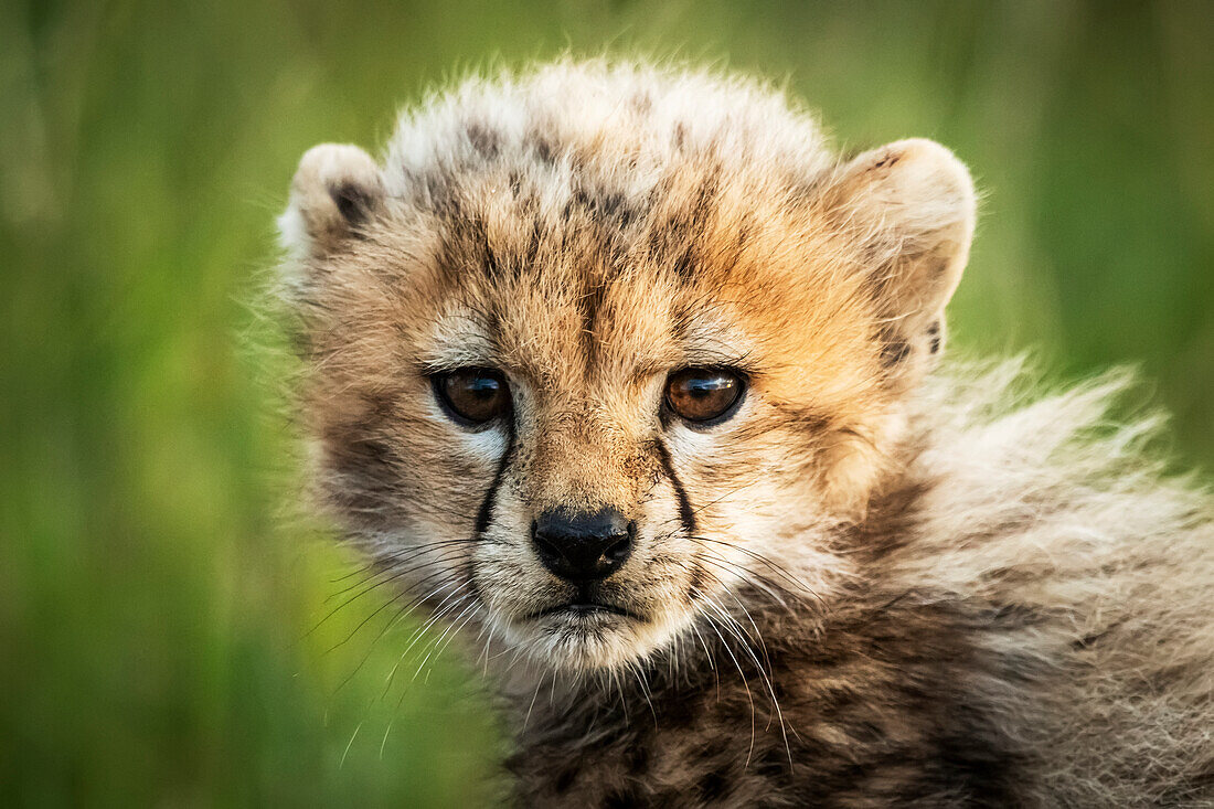 Gepardenjunges (Acinonyx jubatus) sitzt und schaut in die Kamera, Grumeti Serengeti Tented Camp, Serengeti National Park; Tansania