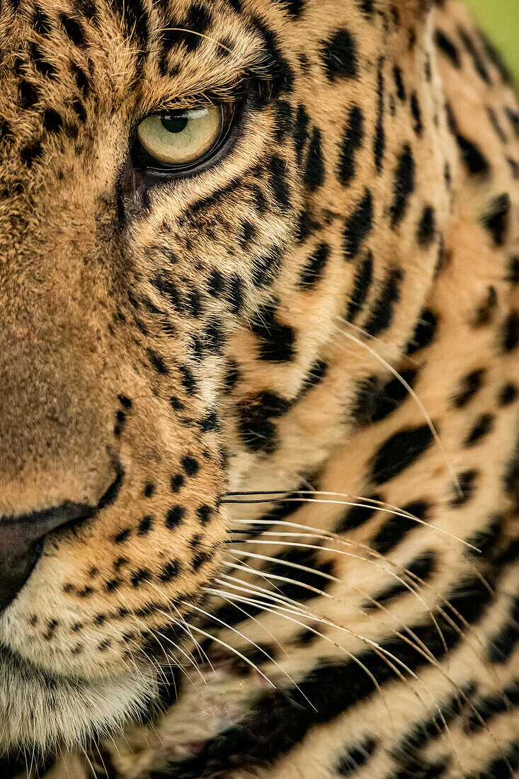 Extreme close-up of a male leopard (Panthera pardus) staring at the camera. It has a brown, spotted coat, whiskers and a green eye, Cottar's 1920s Safari Camp, Maasai Mara National Reserve; Kenya