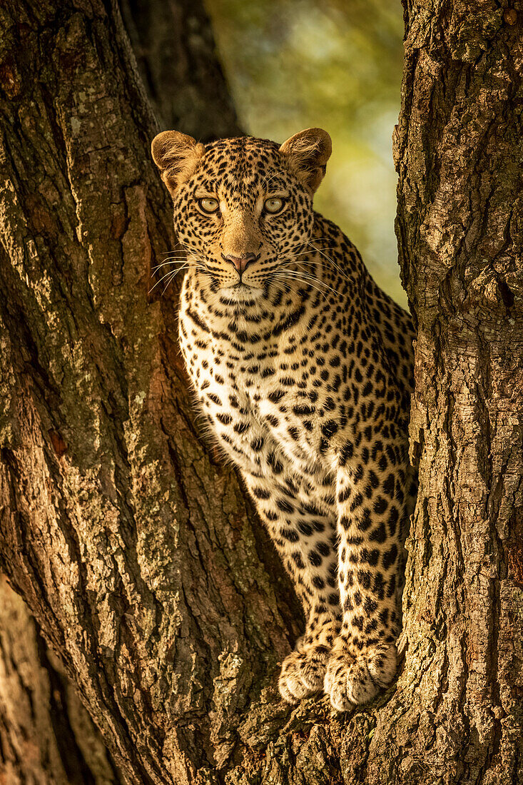 A leopard (Panthera pardus) sits in the forked trunk of a tree. It has a brown, spotted coat and is looking straight at the camera, Serengeti National Park; Tanzania