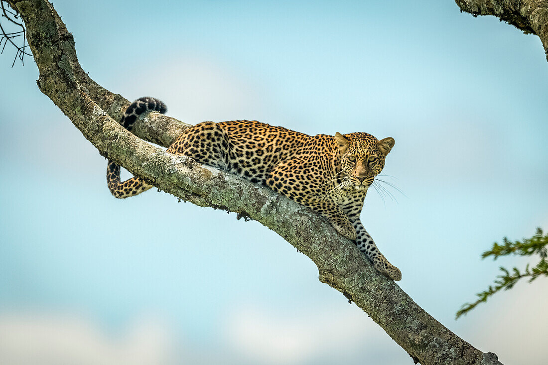 Leopard (Panthera pardus) liegt auf einem schrägen Ast und schaut nach unten, Klein's Camp, Serengeti-Nationalpark; Tansania.