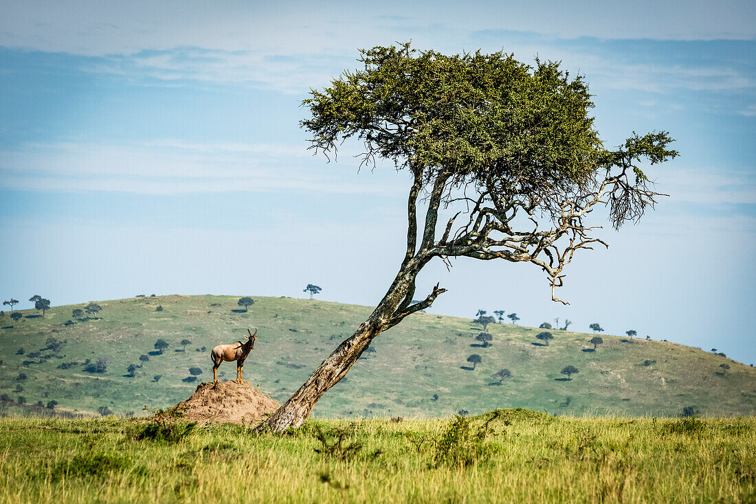 Männlicher Topi (Damaliscus lunatus jimel) auf einem Termitenhügel in der Nähe eines Baumes, Klein's Camp, Serengeti National Park; Tansania.
