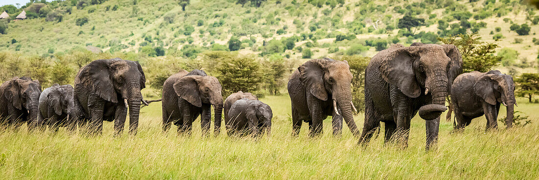 Panorama eines afrikanischen Buschelefanten (Loxodonta africana), der die Savanne durchquert, Klein's Camp, Serengeti-Nationalpark; Tansania.