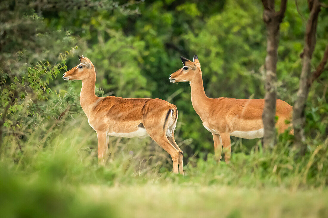 Zwei weibliche Impalas (Aepyceros melampus) stehen zusammen und schauen nach links, Cottar's 1920s Safari Camp, Maasai Mara National Reserve; Kenia.