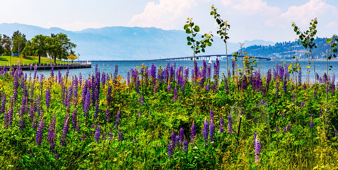 Lupinen im Kelowna Park entlang des Okanagan-Sees; Kelowna, British Columbia, Kanada.