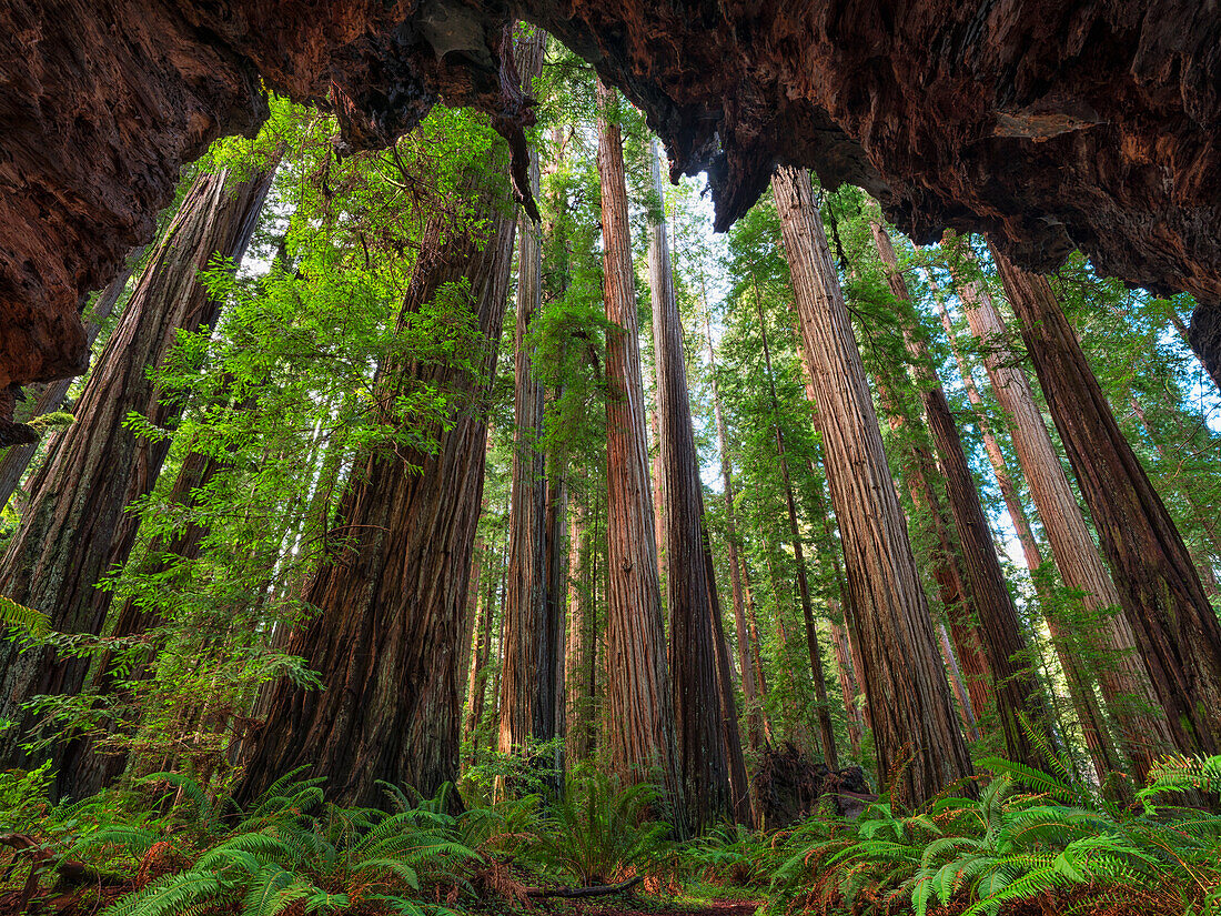 Die Redwoods in Nordkalifornien sind ein faszinierender Ort zum Erkunden. Die Bäume erstrecken sich in den Himmel und scheinen eine Ewigkeit zu dauern; Klamath, Kalifornien, Vereinigte Staaten von Amerika