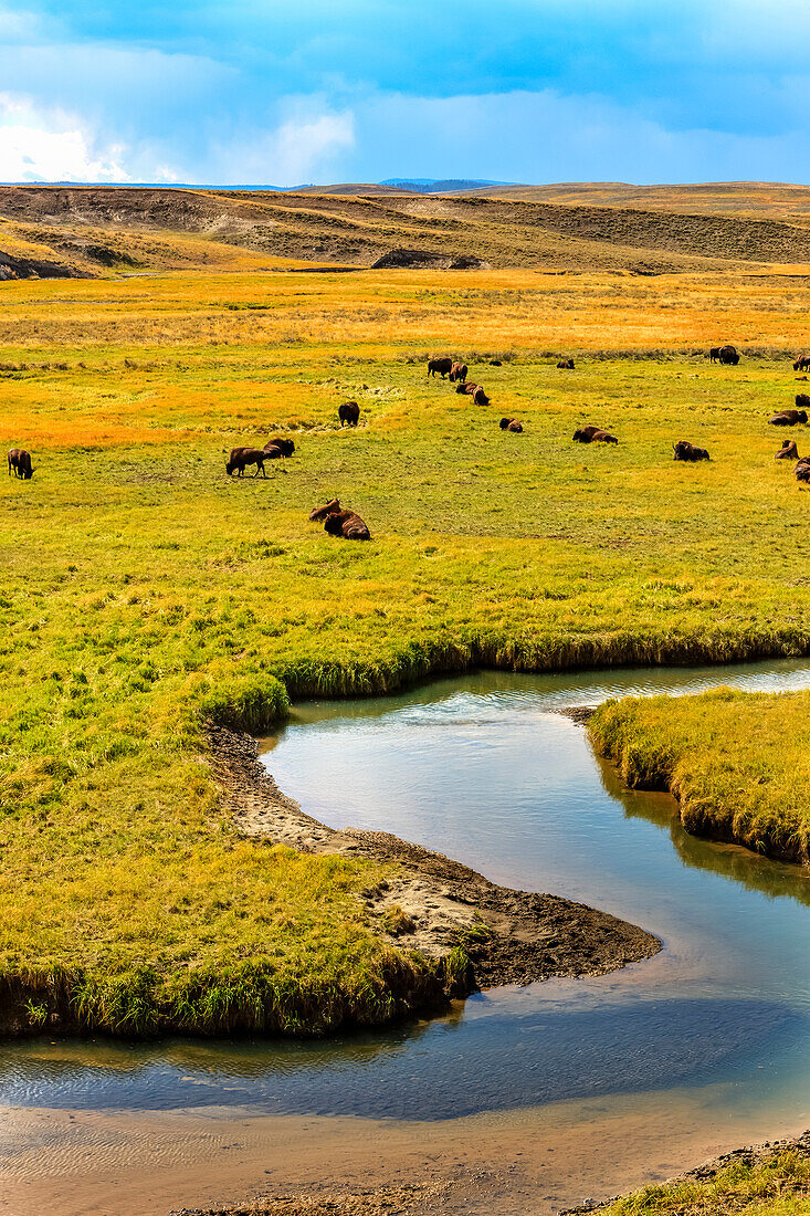Wisent (Bison bison) am Yellowstone River im Yellowstone National Park; Vereinigte Staaten von Amerikaa