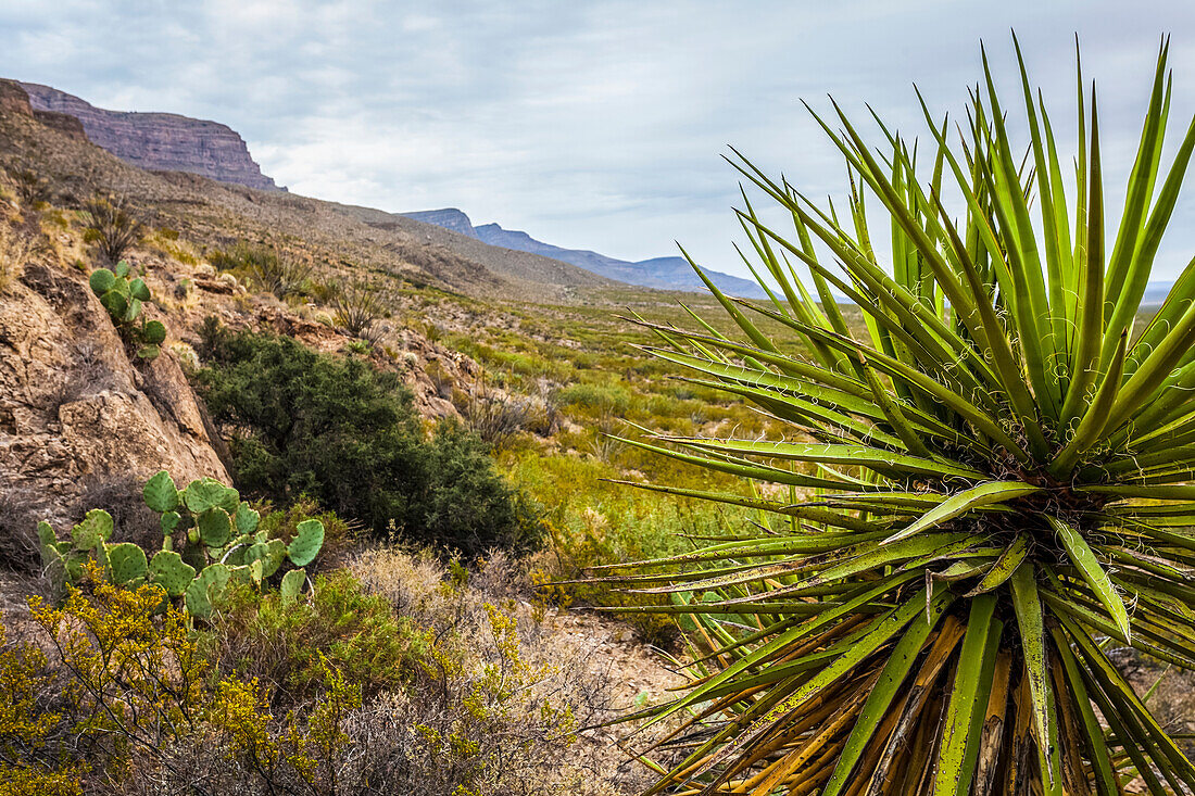 Yucca plant in the foreground on the Dog Canyon National Recreational Trail, Sacramento Mountains, Chihuahuan Desert in the Tularosa Basin, Oliver Lee Memorial State Park; Alamogordo, New Mexico, United States of America