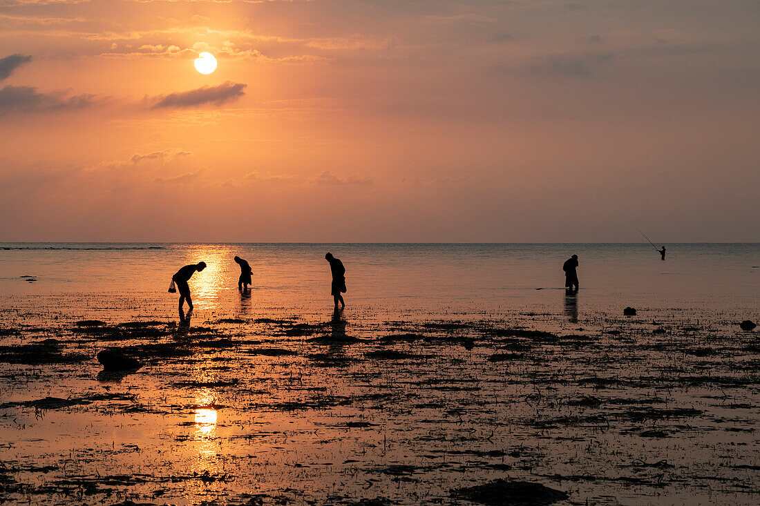 Menschen sammeln Muscheln am Strand bei Sonnenuntergang; Lovina, Bali, Indonesien