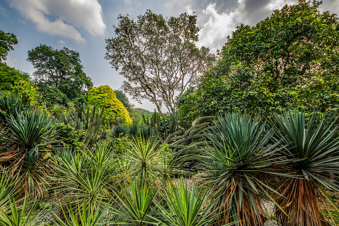 Mexiko-Garten im Botanischen Garten von Bogor; Bogor, West Java, Indonesien.