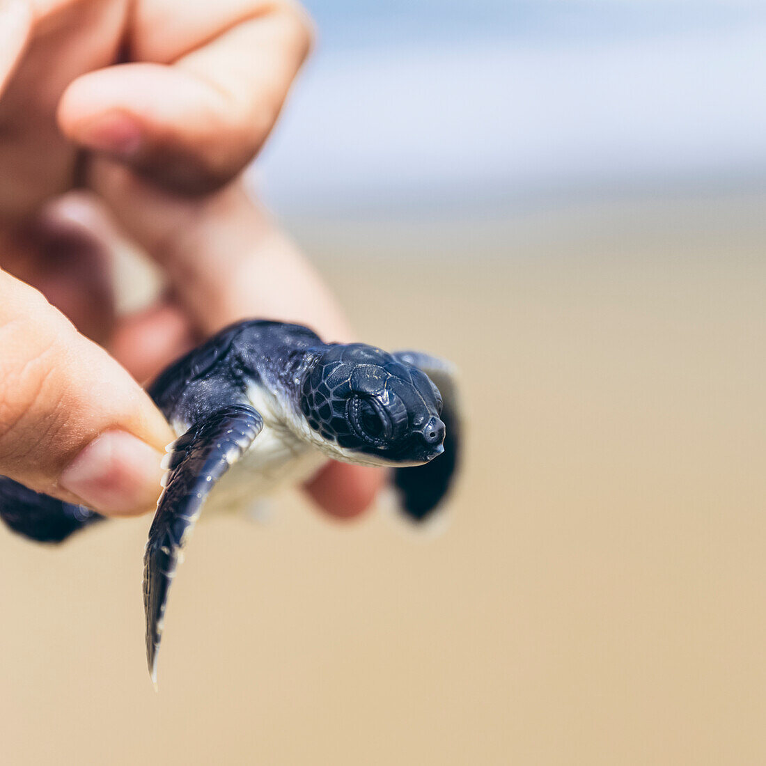 Baby-Schildkröte am Pantai Pandan Sari; Ost-Java, Java, Indonesien.