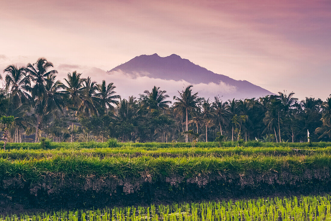 Sunset at Licin Rice Terraces; East Java, Java, Indonesia