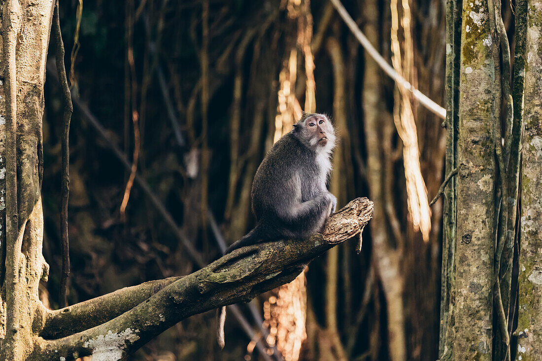 Balinese long-tailed Monkey (Macaca fascicularis), Ubud Monkey Forest; Bali, Indonesia