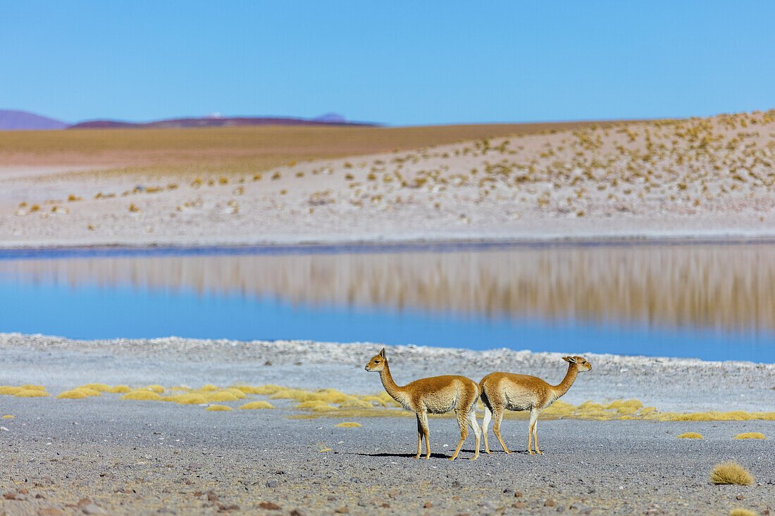 Vicunas (Vicugna vicugna) near a lake in the Altiplano; Potosi, Bolivia