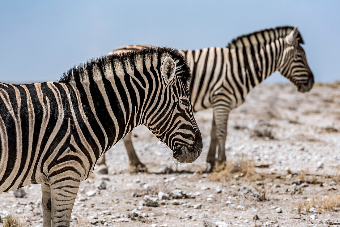 Herde Steppenzebras (Equus quagga), Etosha-Nationalpark; Namibia.