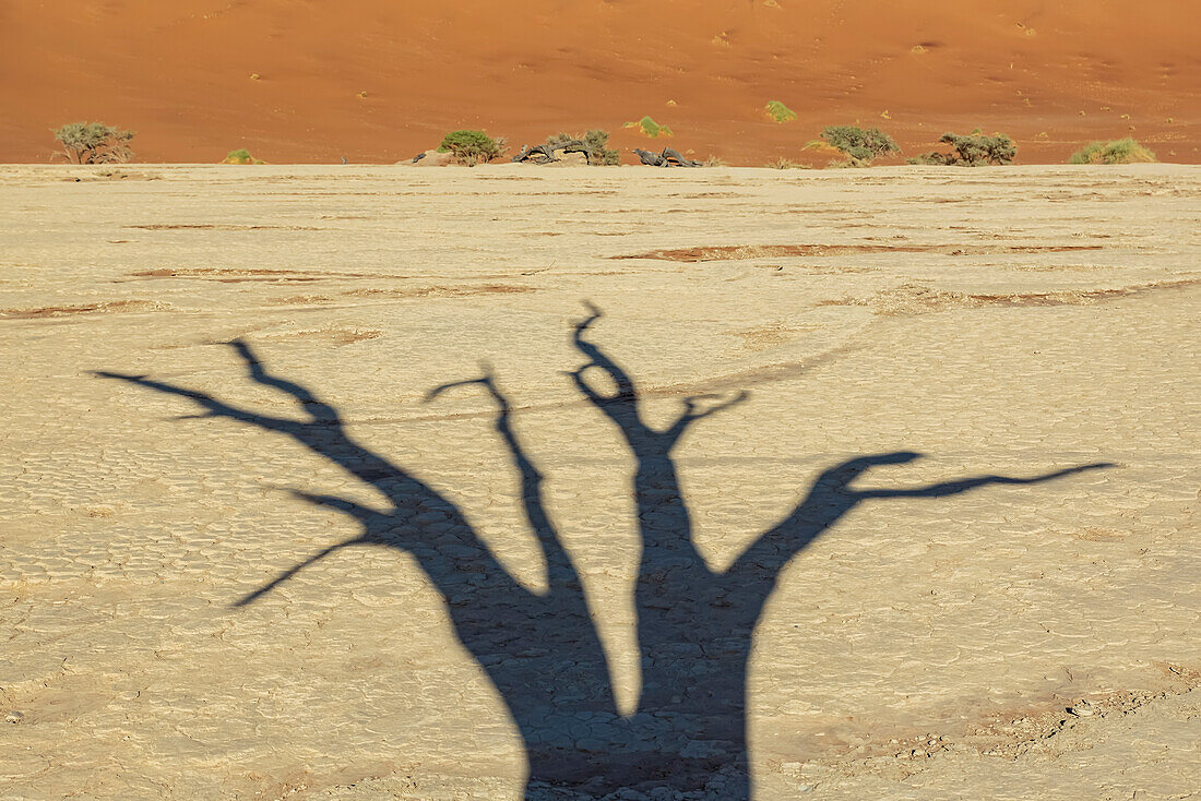 Deadvlei, eine weiße Lehmpfanne, umgeben von den höchsten Sanddünen der Welt und dem Schatten eines Kameldornbaums (Vachellia erioloba), Namib-Wüste; Namibia.