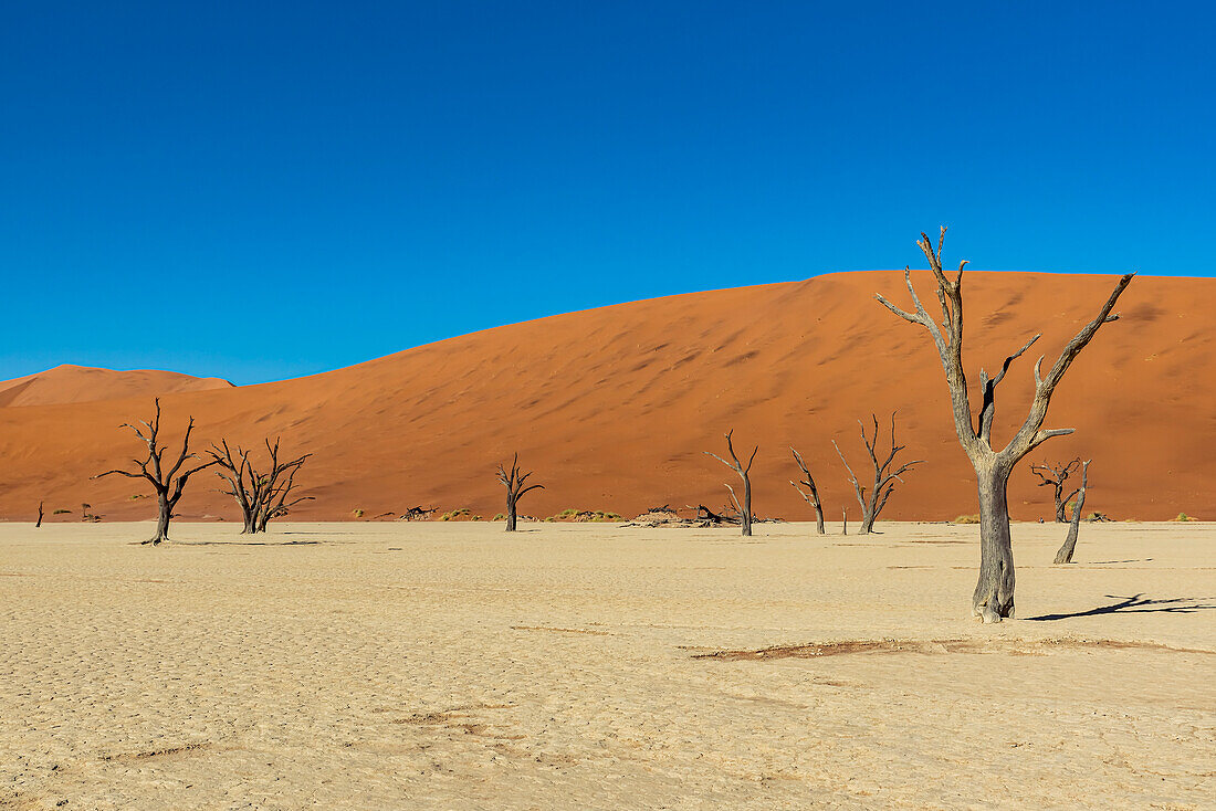 Deadvlei, a white clay pan surrounded by the highest sand dunes in the world and camel thorn trees (Vachellia erioloba), Namib Desert; Namibia