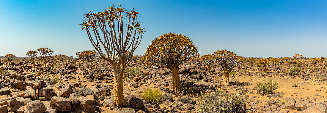 Köcherbäume (Aloidendron dichotomum) im Köcherbaumwald, Gariganus-Farm, in der Nähe von Keetmanshoop; Namibia.