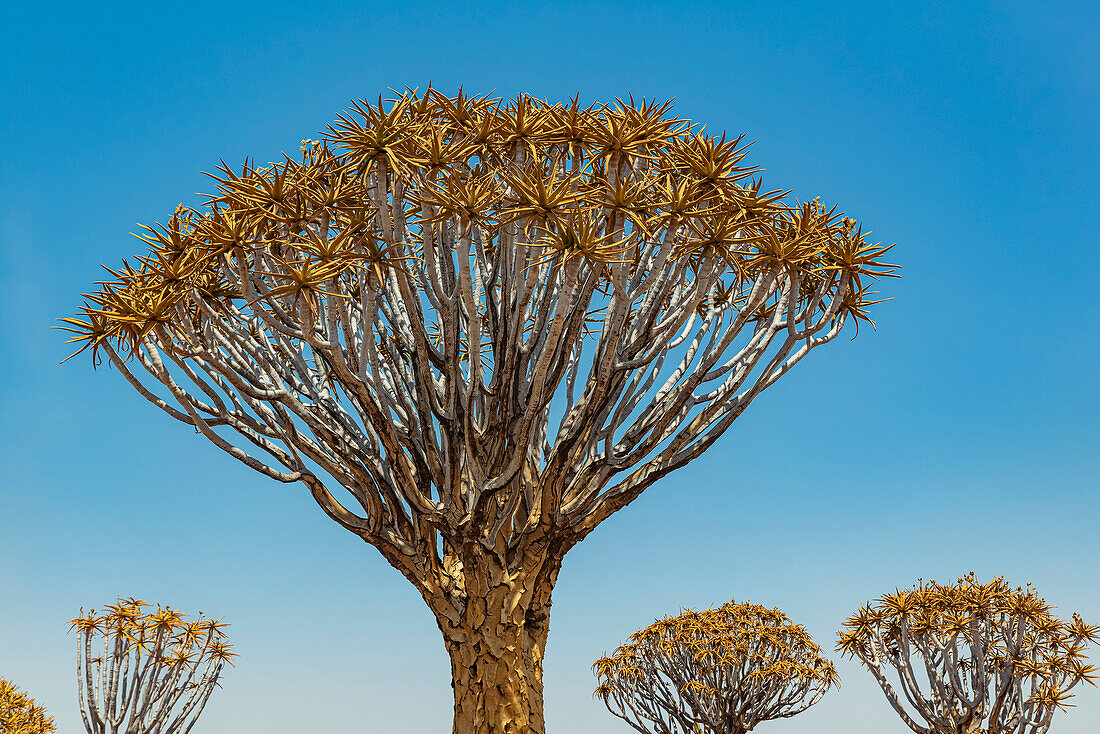 Quiver Trees (Aloidendron dichotomum) in Quiver Tree Forest, Gariganus farm, near Keetmanshoop; Namibia