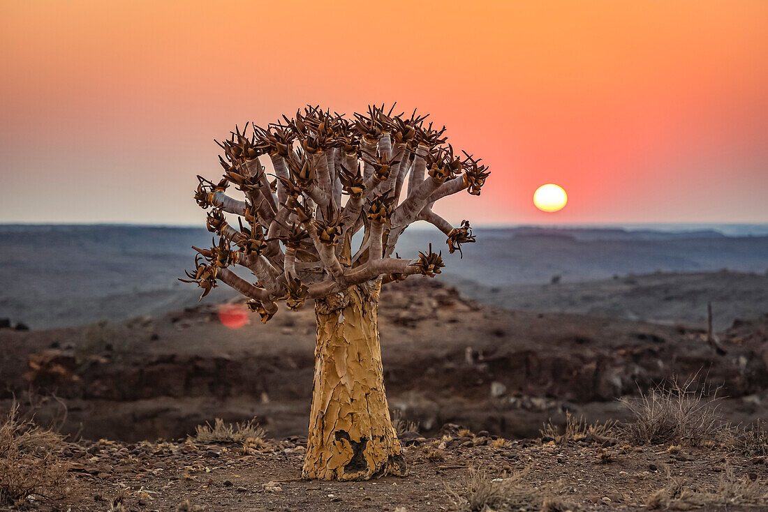 Köcherbaum (Aloidendron dichotomum), Hardap Resort, Hardap-Region; Namibia.