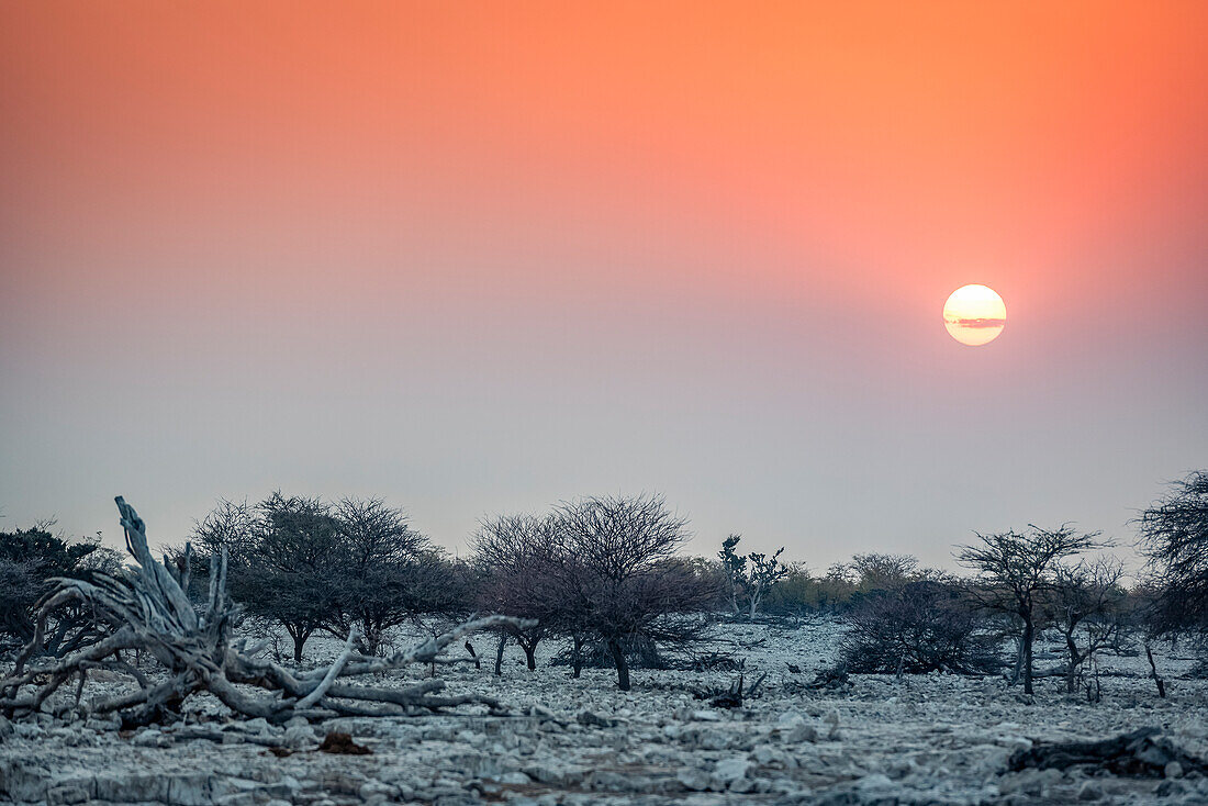 Sonnenuntergang im Etosha-Nationalpark; Namibia