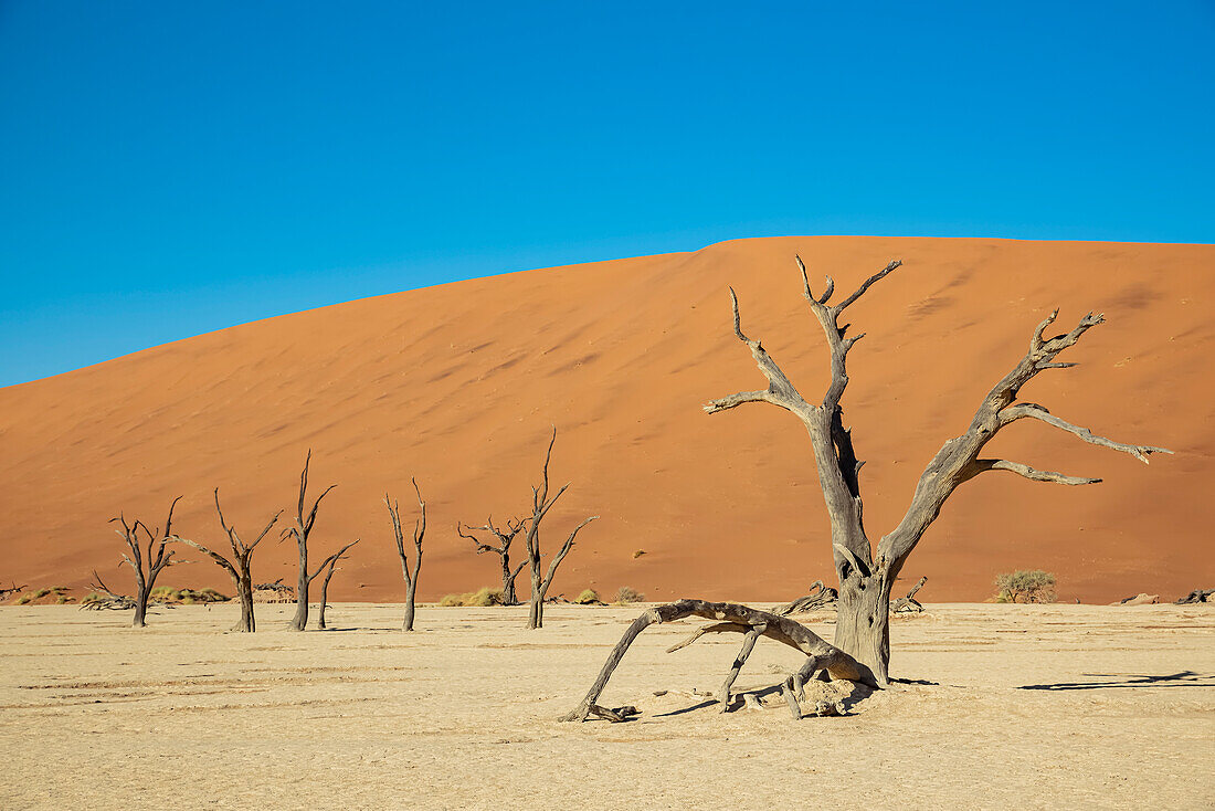 Deadvlei, eine weiße Lehmpfanne, umgeben von den höchsten Sanddünen der Welt, Namib-Wüste; Namibia.