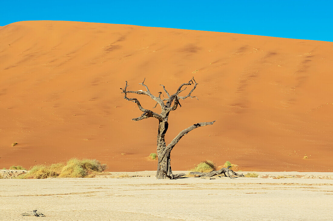 Deadvlei, eine weiße Lehmpfanne, umgeben von den höchsten Sanddünen der Welt, Namib-Wüste; Namibia.